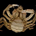 Close Up View Of Brown Crab With Textured Shell Large Claws And Legs