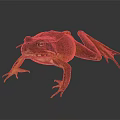 Detailed Red Frog With Textured Skin On Dark Background In Close Up View