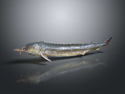 Silver Sturgeon Fish With Elongated Body And Shiny Scales On Gray Background 3d model