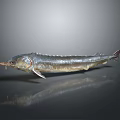 Silver Sturgeon Fish With Elongated Body And Shiny Scales On Gray Background