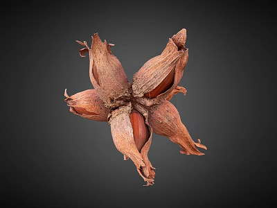 Dried Hazelnut Shell With Split Sections And Natural Brown Texture 3d model