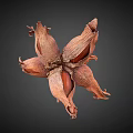 Dried Hazelnut Shell With Split Sections And Natural Brown Texture 3d model