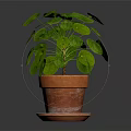 Lush Green Round Leaf Plant in Terracotta Pot with Saucer on Dark Background