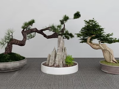 Beautiful Bonsai Plants With Curved Pine Branches Decorative Rocks And Potted Foliage 3d model
