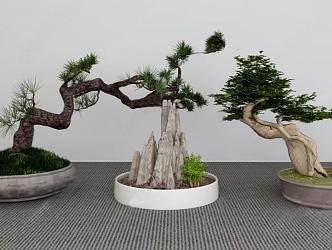 Bonsai 3d model