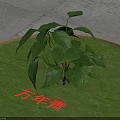 Lush Evergreen Plant With Fresh Green Leaves On Circular Grass Area