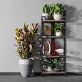 Indoor Bonsai Plants Arrangement On Multi Tiered Shelf With Colorful Foliage And Decorative Pieces