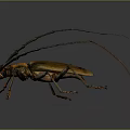 Longhorn Beetle With Long Antennae Long Legs Yellow Black Body On Gray Background With Reflection