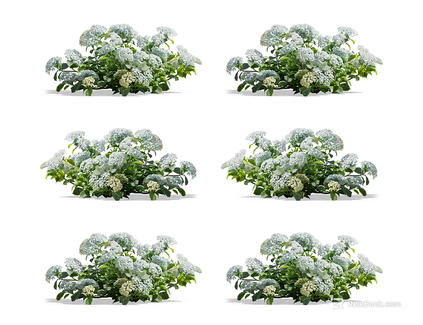 White Flower Clusters With Lush Green Leaves In Bushy Plant Arrangement 3d model 