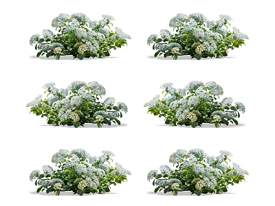 White Flower Clusters With Lush Green Leaves In Bushy Plant Arrangement 3d model