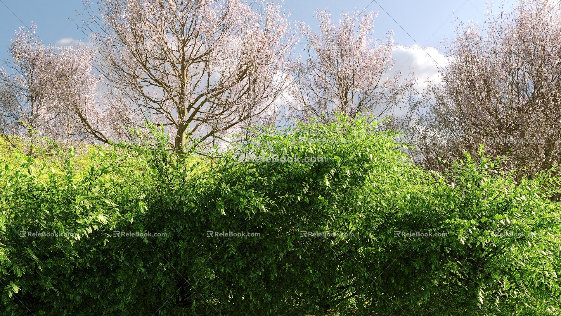 Modern shrubs 3d model