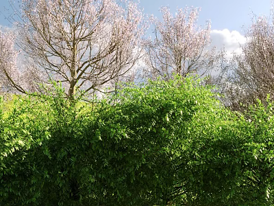 Lush Green Shrubs With Trees Bearing Pink Blossoms Under Blue Sky And White Clouds 3d model