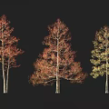 Garden Landscape Tree Australian Flame Acer Leaves Tung Tree Pond Street Tree 1 3d model