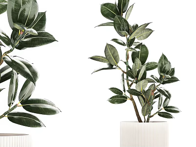 Modern Decorative Bonsai Potted Plant With Lush Green Leaves In White Textured Ceramic Pot 3d model