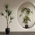Potted Palm Like Plants With Black Pots In Interior Mirror Reflection 3d model