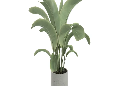 Lush Green Leafy Potted Plant in Cylindrical Cement Pot for Indoor Modern Home Decor 3d model