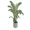 Lush Green Leafy Potted Plant in Cylindrical Cement Pot for Indoor Modern Home Decor
