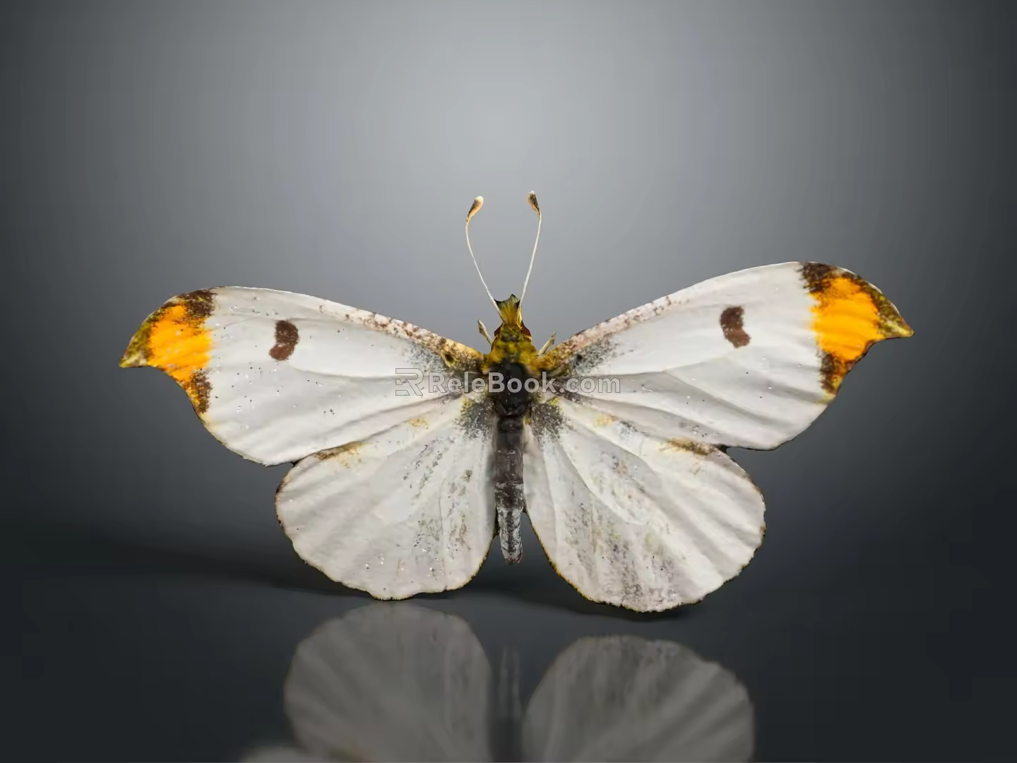 Modern Butterfly Colored Butterfly Tabby Butterfly Leaf Butterfly 3d model