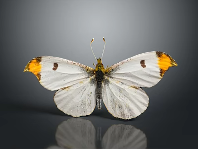White Butterfly With Yellow Tipped Wings And Black Spots On Gray Background With Reflection 3d model