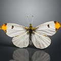 Modern Butterfly Colored Butterfly Tabby Butterfly Leaf Butterfly 3d model