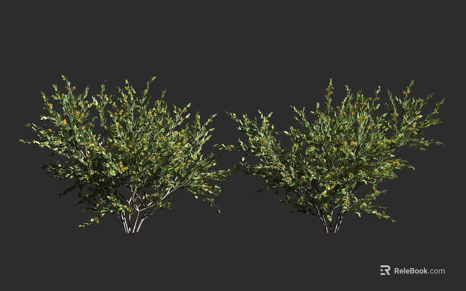 Bushy Green Shrubs With Small Yellow Flowers And Branchy Stems In Garden 3d model 