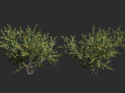 Bushy Green Shrubs With Small Yellow Flowers And Branchy Stems In Garden 3d model