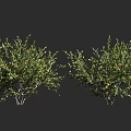 Bushy Green Shrubs With Small Yellow Flowers And Branchy Stems In Garden
