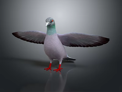 Gray Pigeon with Green Neck Red Feet and Spread Wings on Reflective Surface 3d model