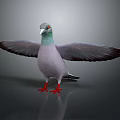 Gray Pigeon with Green Neck Red Feet and Spread Wings on Reflective Surface