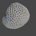 White Porous Coral With Intricate Hole Pattern Isolated On Black Background