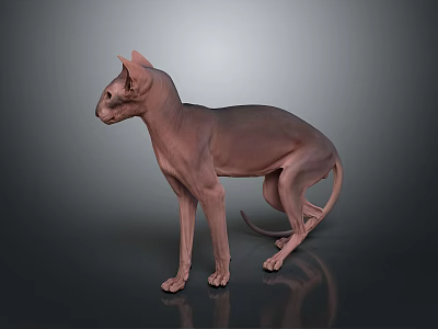 Standing Sphynx Cat With Hairless Body And Slender Build On Dark Background With Reflection 3d model
