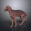 Standing Sphynx Cat With Hairless Body And Slender Build On Dark Background With Reflection
