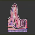 Medical Device Anatomical Model Showing 3D Human Tissue Cross Section with Vessels Nerves