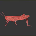 Realistic Brown Grasshopper With Red Antennae Body Patterns And Long Legs On Dark Background