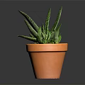 Spotted Green Succulent Plant With Long Pointed Leaves In Terracotta Pot For Indoor Decor