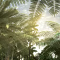 Tall Tropical Forest Trees With Broad Leaves And Sunlight Filtering Through Sky Clouds 3d model