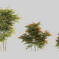 Three Different Size Shrubs With Green And Orange Foliage For Garden Landscaping