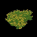Shrub With Lush Green Leaves And Vibrant Yellow Flowers In Full Bloom