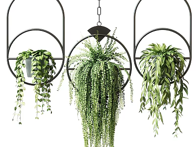 Three Lush Hanging Basket Plants With Black Metal Frames And Trailing Green Leaves 3d model