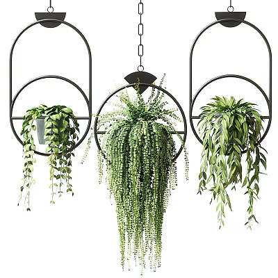 Three Lush Hanging Basket Plants With Black Metal Frames And Trailing Green Leaves 3d model
