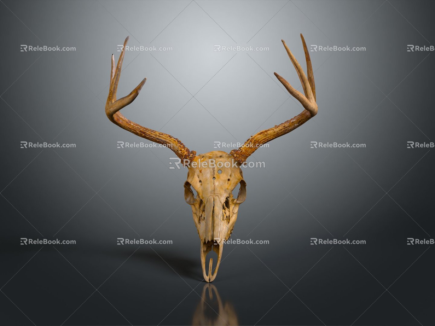 Modern Skull Animal Bone Fossil Antler 3d model