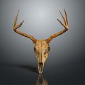 Modern Skull Animal Bone Fossil Antler 3d model