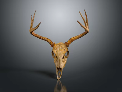 Deer Skull With Antlers On Dark Surface Against Gray Gradient Background 3d model