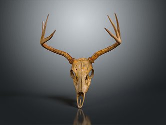 Modern Skull Animal Bone Fossil Antler 3d model