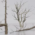 Collection of Dry Dead Tree Branches and Twigs on White Background