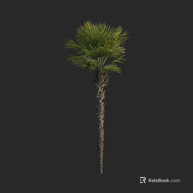 Tall Palm Tree With Slender Trunk And Lush Green Fronds In Natural Form 3d model 