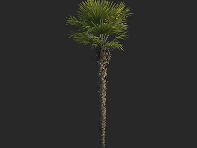 Tall Palm Tree With Slender Trunk And Lush Green Fronds In Natural Form 3d model
