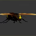 Giant Bee With Orange Wings Brown Body Yellow Stripes And Yellow Green Eyes