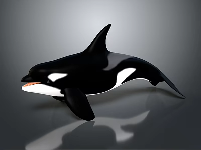 Realistic Orca Model With Black And White Coloration Sleek Surface And Reflective Base 3d model