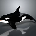 Realistic Orca Model With Black And White Coloration Sleek Surface And Reflective Base 3d model